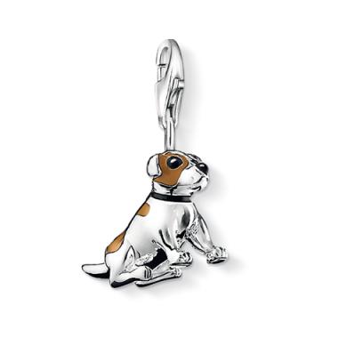Jack russel terrier